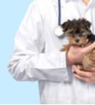 חיסונים לחתולים ולכלבים: המדריך המלא-תמונה